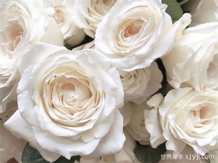 美雪公主月季/蜜柚公主Princess Miyuki(图2)