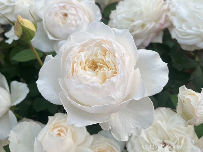 美雪公主月季/蜜柚公主Princess Miyuki(图1)