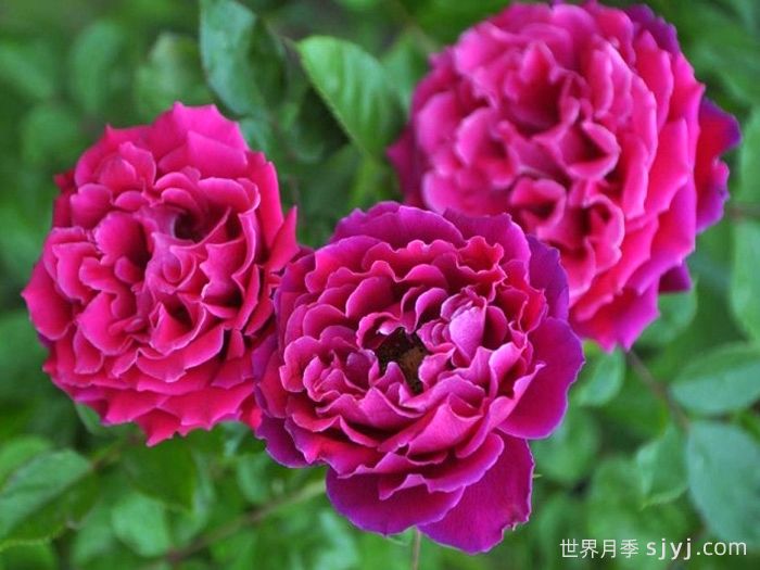 魅力波浪月季/魅力褶裙月季Glamorous Ruffle(图1)