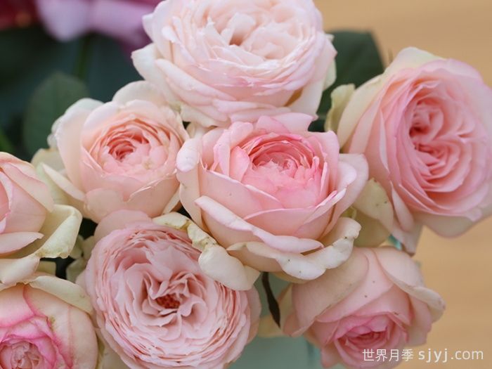 蒙娜丽莎月季Mona Lisa(图1)