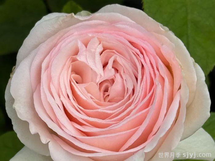 蒙娜丽莎月季Mona Lisa(图2)