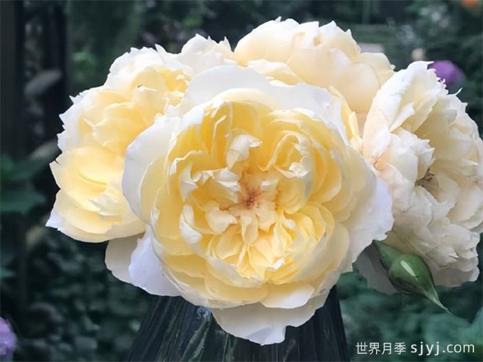 朦胧月色月季Moon Overfliwing(图1)