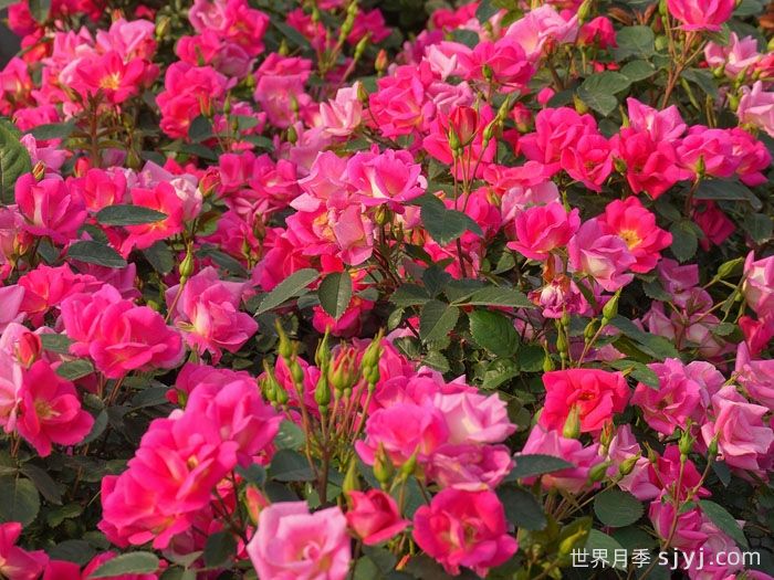 梦繁星月季(图2)