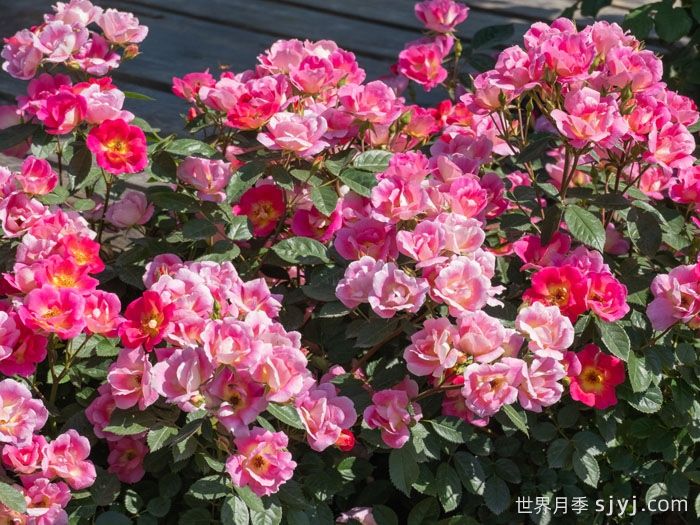 梦繁星月季(图3)