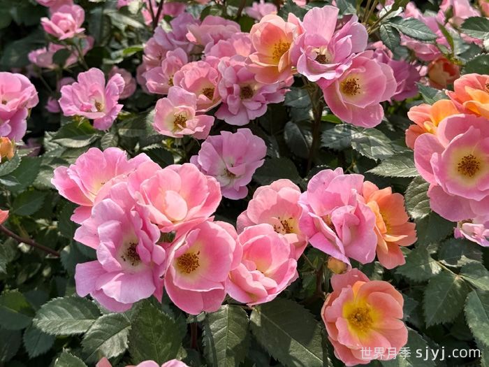 西子烟雨月季/粉繁星月季(图4)