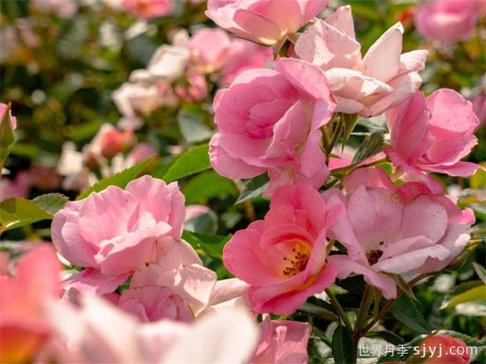 西子烟雨月季/粉繁星月季(图5)