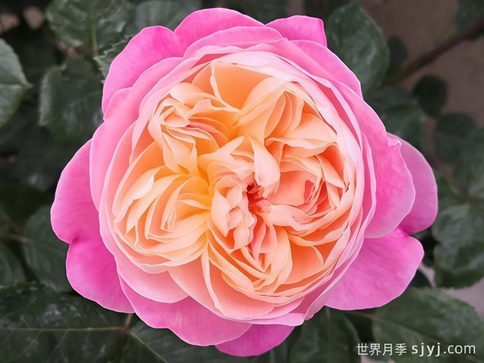 梦光环月季Dream Light(图2)