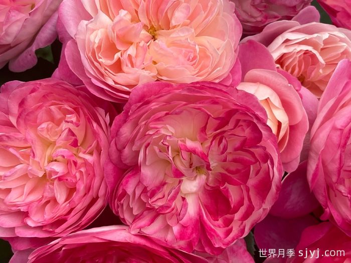 梦光环月季Dream Light(图3)