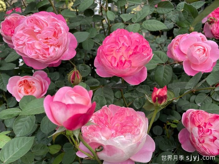 梦光环月季Dream Light(图4)