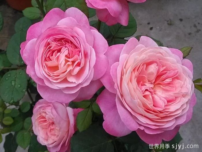 梦光环月季Dream Light(图6)