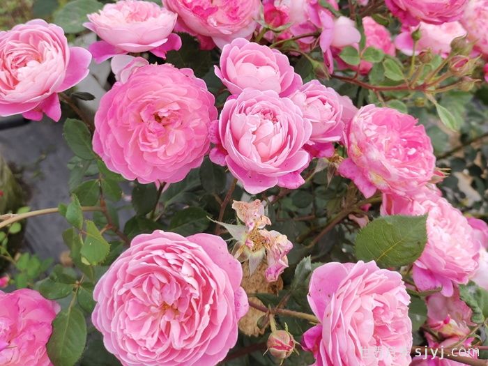 梦光环月季Dream Light(图7)