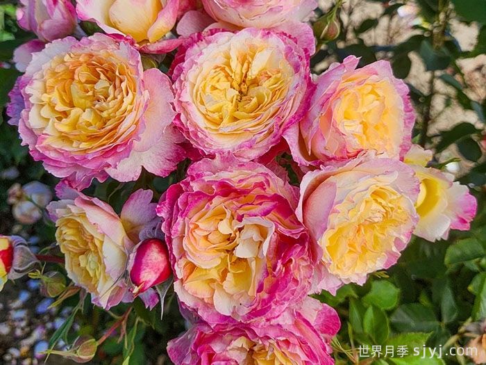 梦想成真月季/活出梦想/闪耀时刻Living the Dream(图1)