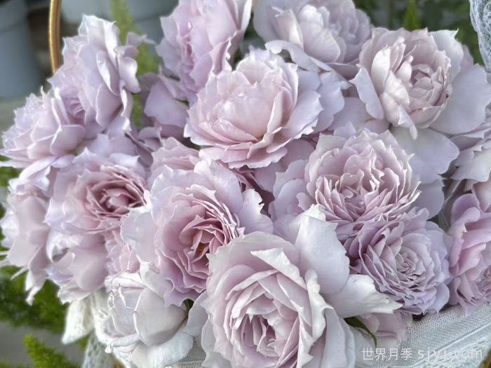 梦星落月季(图2)