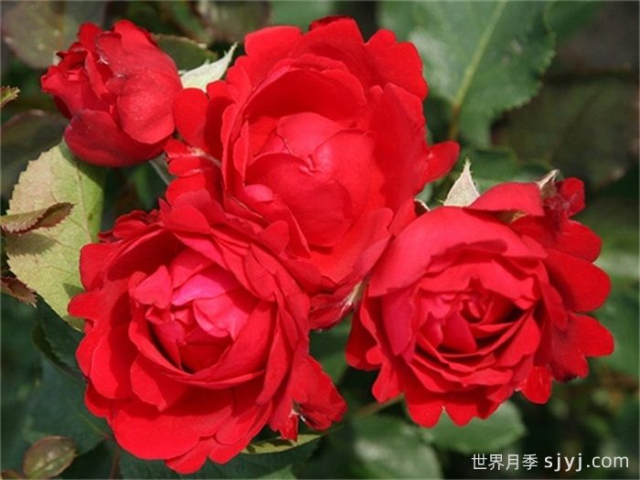 梦中女孩月季/心曲/情歌Heart Song(图1)