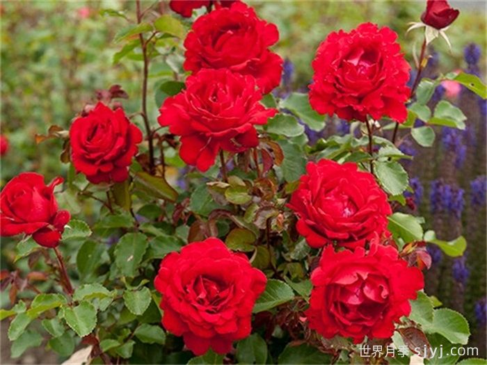 梦中女孩月季/心曲/情歌Heart Song(图3)