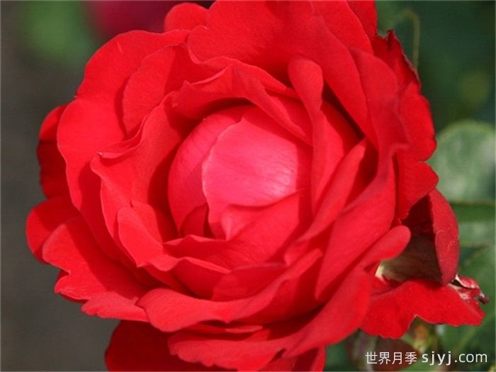 梦中女孩月季/心曲/情歌Heart Song(图2)