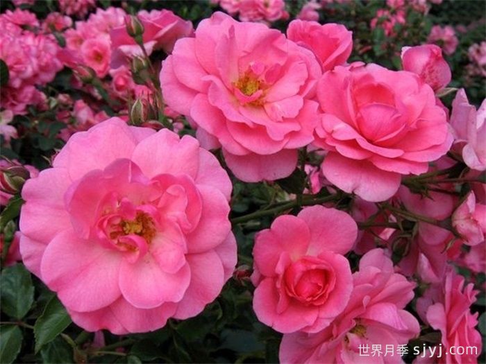 米拉托月季Mirato(图1)