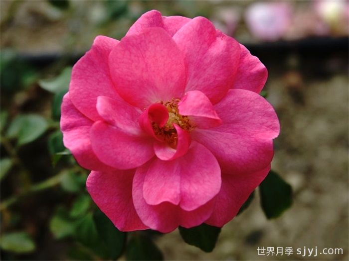 米拉托月季Mirato(图2)