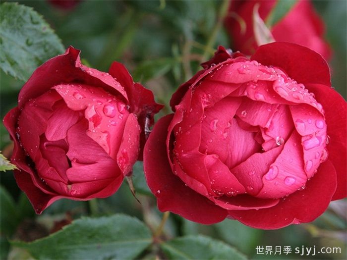 米兰诺月季/米兰Milano(图1)