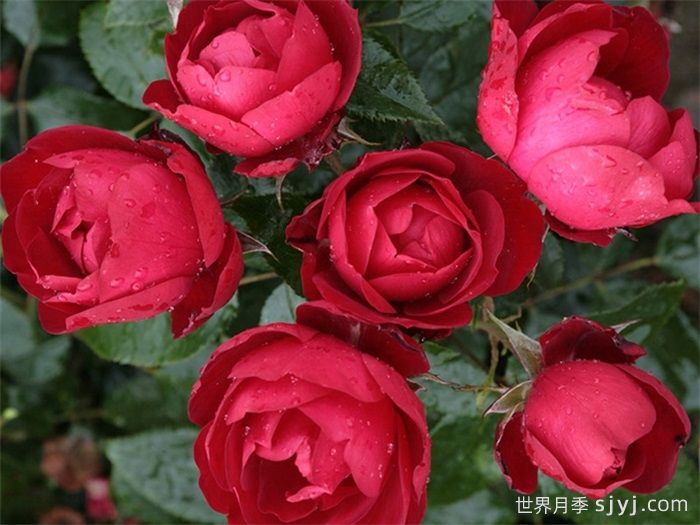 米兰诺月季/米兰Milano(图2)