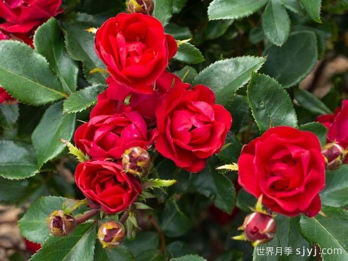 迷你绝代佳人月季/小佳宝月季Petite Knock Out(图1)