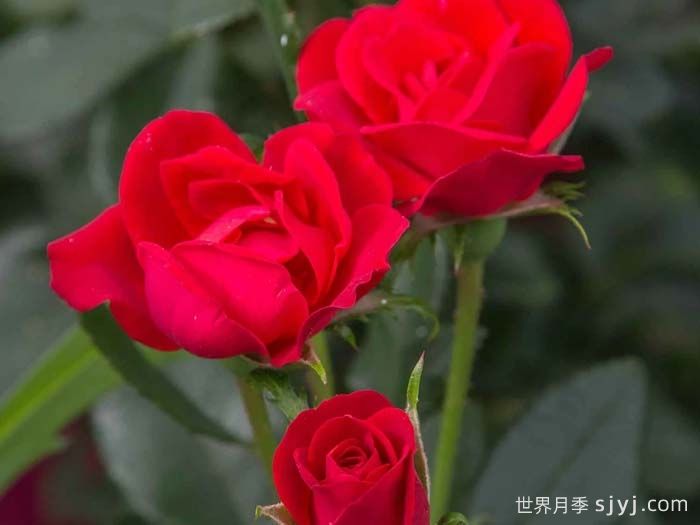 迷你绝代佳人月季/小佳宝月季Petite Knock Out(图3)