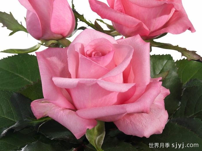 迷人的朱比莉月季/欢乐庆典月季Lovely Jubilee(图1)