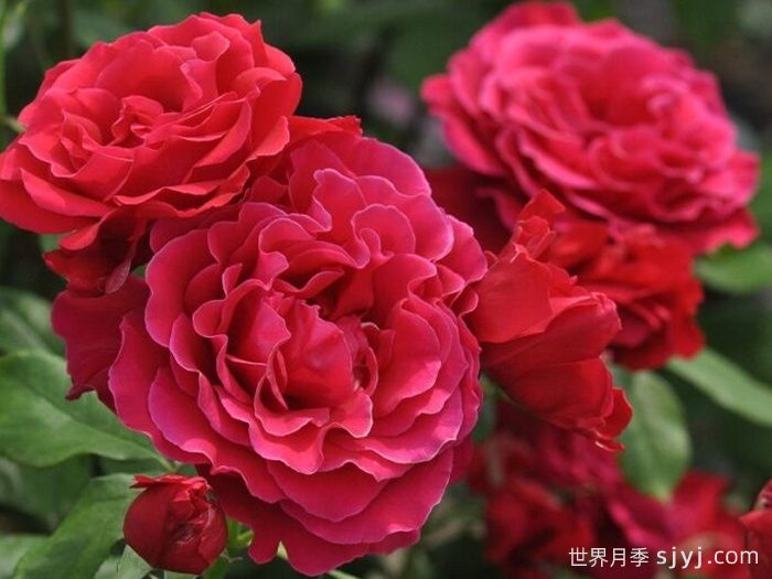 米迦勒大天使月季/天使长月季Michael(图3)