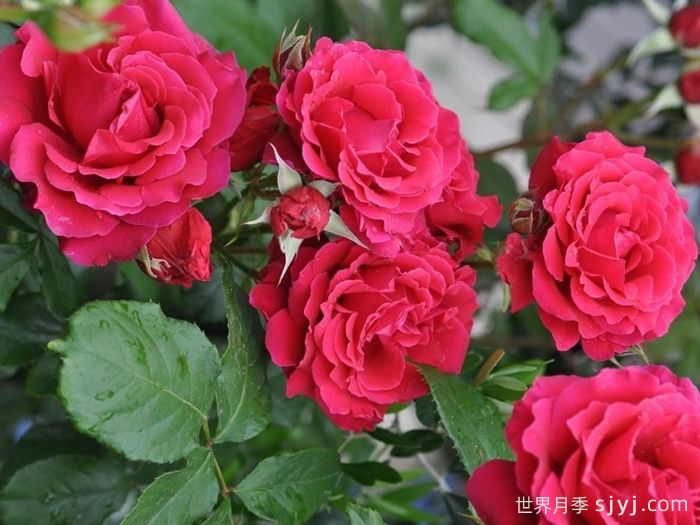 米迦勒大天使月季/天使长月季Michael(图4)