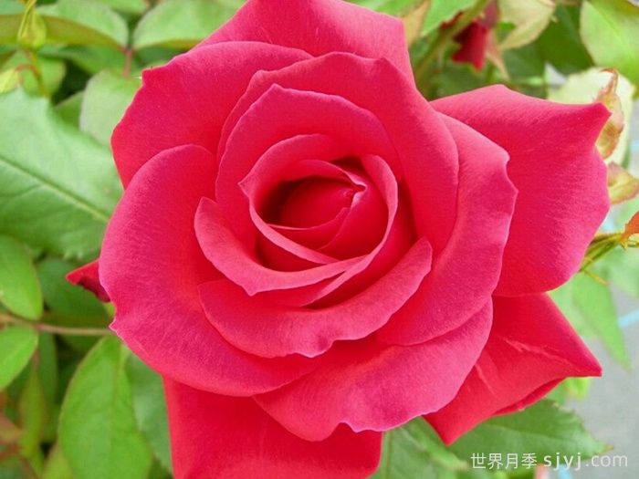 米迦勒大天使月季/天使长月季Michael(图5)