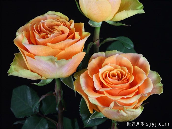 蜜桃激情月季/桃色激情Peach X-pression(图2)