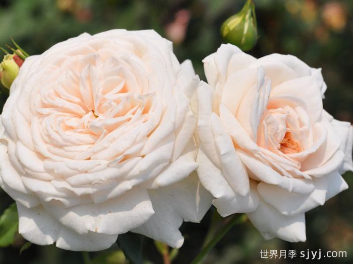 蜜月月季/香草月季Honeymoon(图1)