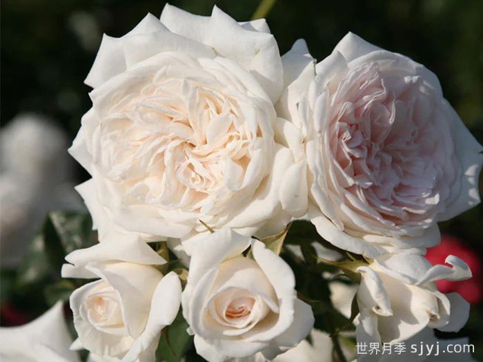 蜜月月季/香草月季Honeymoon(图2)