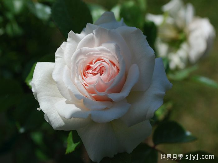 蜜月月季/香草月季Honeymoon(图3)