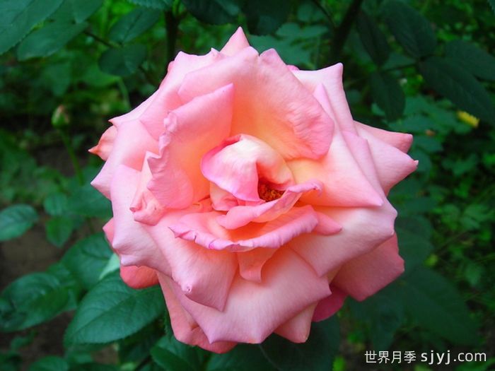 明星月季Vedette(图2)