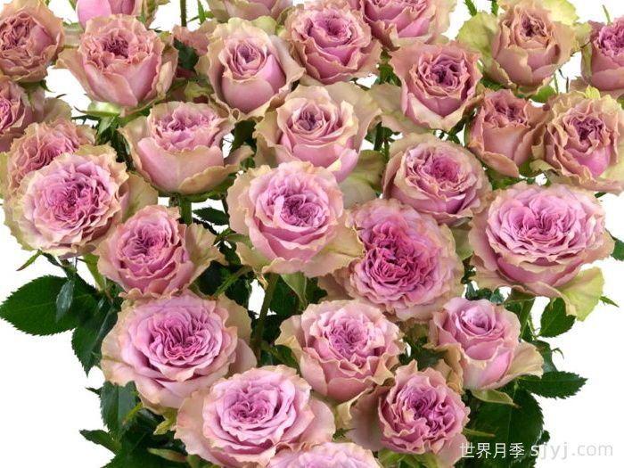 摩城月季/汽车城音乐月季Motown(图1)