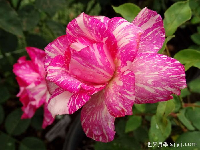 摩登时代月季/糖果条纹月季Modern Times(图2)