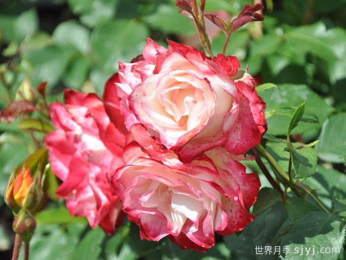 摩纳哥公爵月季/樱桃派对月季/樱桃冻糕Jubile du Prince de Monaco(图3)