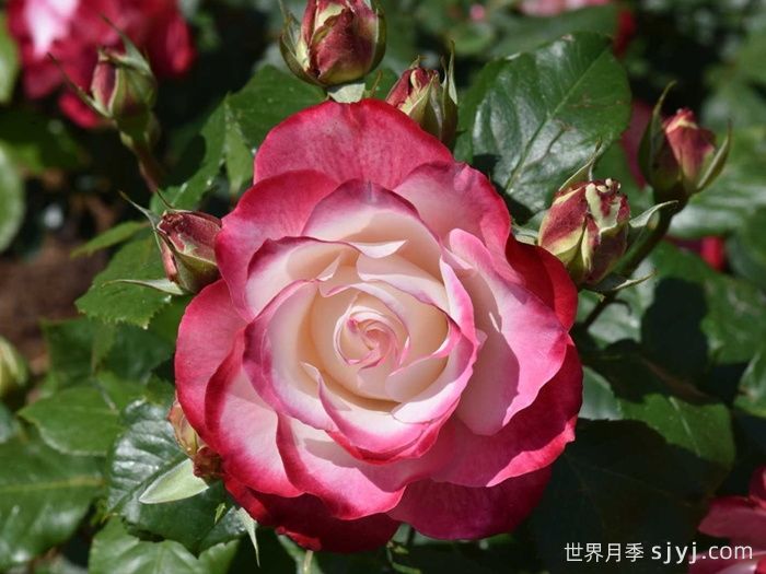 摩纳哥公爵月季/樱桃派对月季/樱桃冻糕Jubile du Prince de Monaco(图4)