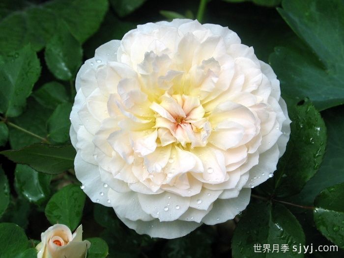 抹大拉的玛丽亚月季/玛丽亚玛达琳Mary Magdalene(图2)