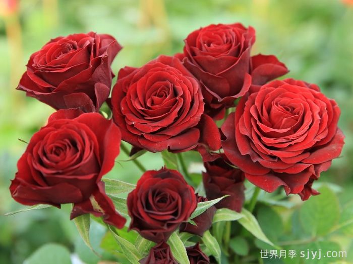 永远的莫尔德月季/莫尔德永远Molde Forever(图1)