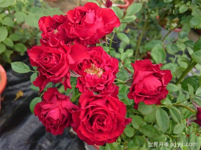 永远的莫尔德月季/莫尔德永远Molde Forever(图2)