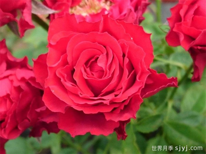 永远的莫尔德月季/莫尔德永远Molde Forever(图4)