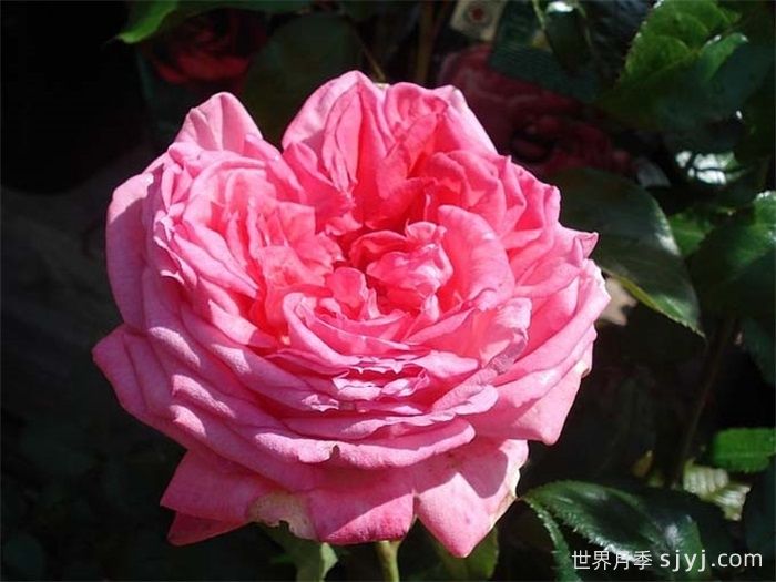 莫利纳尔玫瑰月季/莫利纳之花La Rose de Molinard(图3)
