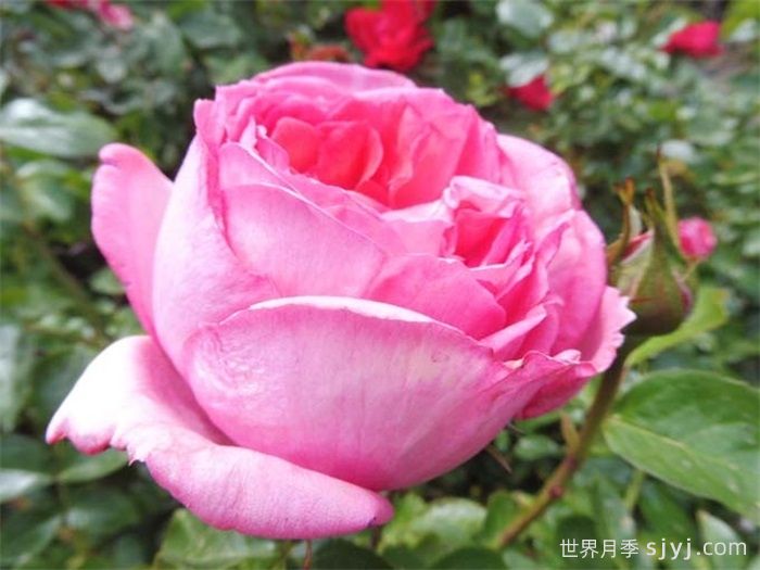 莫利纳尔玫瑰月季/莫利纳之花La Rose de Molinard(图4)