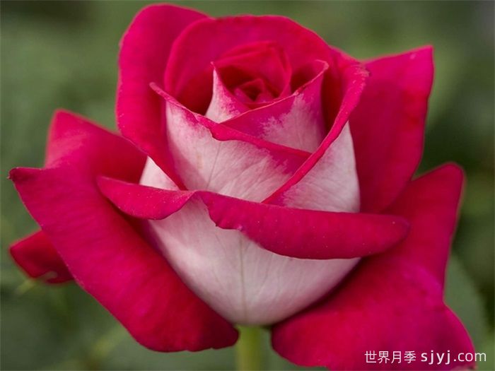 莫妮卡贝鲁奇月季/莫妮卡月季Monica Bellucci(图1)