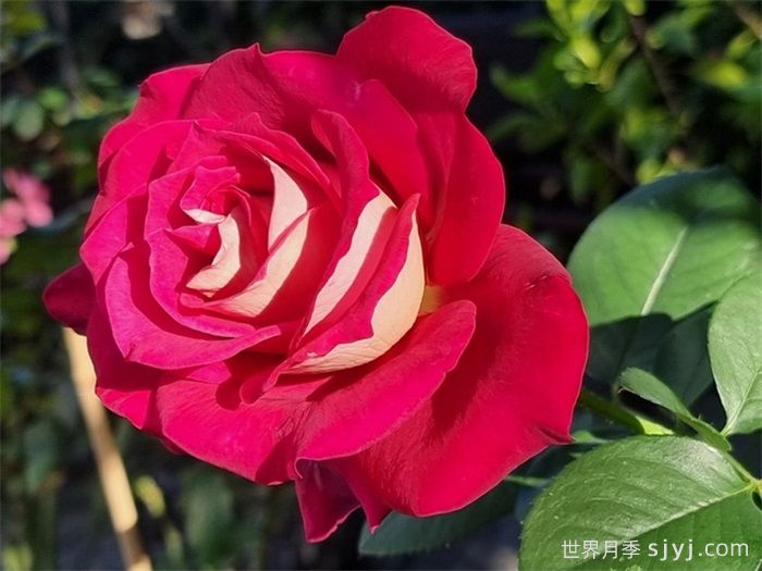 莫妮卡贝鲁奇月季/莫妮卡月季Monica Bellucci(图2)