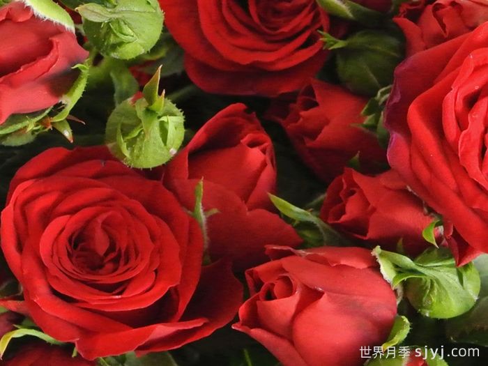 莫斯科夜景月季Moscow by Night Forever(图1)