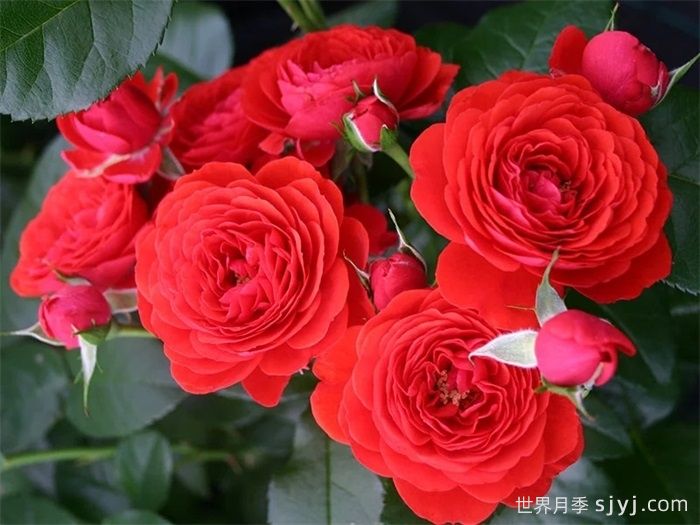 奇卡门廊月季/奇卡花环月季Chica Veranda(图1)