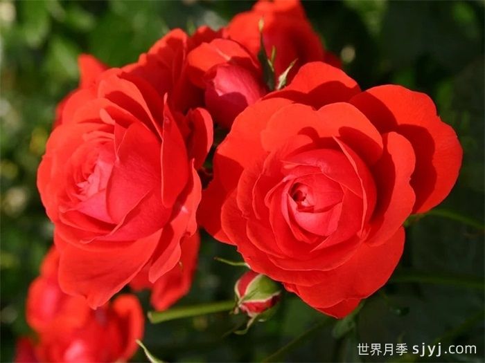 奇卡门廊月季/奇卡花环月季Chica Veranda(图2)